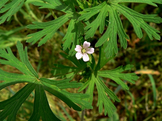 {Geranium carolinianum}